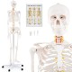 Life-size human skeleton model with detachable skull cap, movable jaw, and 5-claw base for anatomical study.