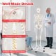 Life-size human skeleton model with flexible joints, transparent cartilage, and detailed spinal nerves for anatomy.