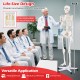 Life-size human skeleton model with detachable skull cap, movable jaw, and wheels for easy movement in educational.