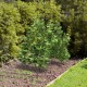 Green foldable A-frame trellis plant supports, showcasing a large planting area for optimal growth of climbing plants.